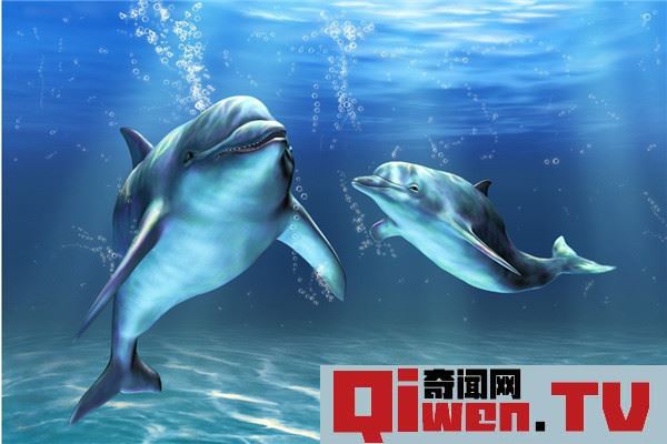 世界上性欲最強的動物是什么 海豚性欲為什么那么強