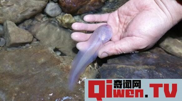 世界上蝌蚪最大的蛙類 不合理蛙 蝌蚪25厘米 成體7厘米