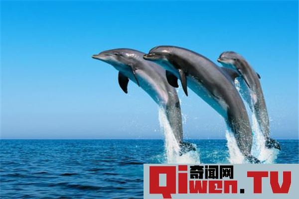 世界上性欲最強的動物是什么 海豚性欲為什么那么強