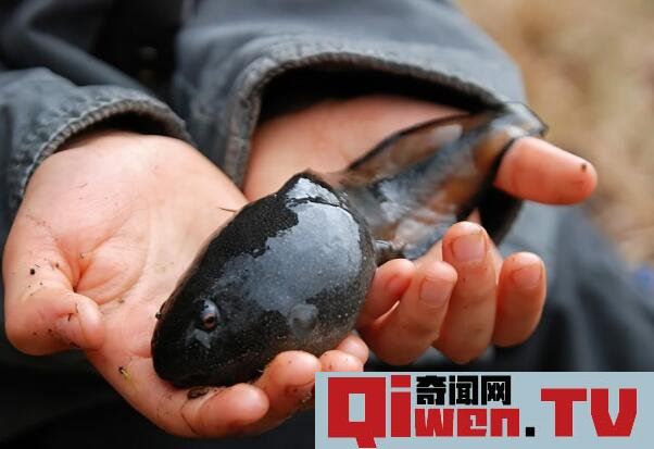 世界上蝌蚪最大的蛙類 不合理蛙 蝌蚪25厘米 成體7厘米