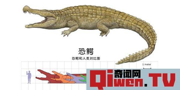 史前海洋十大霸主 旋齒鯊超強咬合力海洋中稱霸