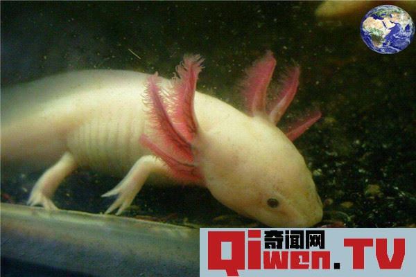 世界上最呆萌的寵物魚是什么 六角龍魚（頭上六個角）