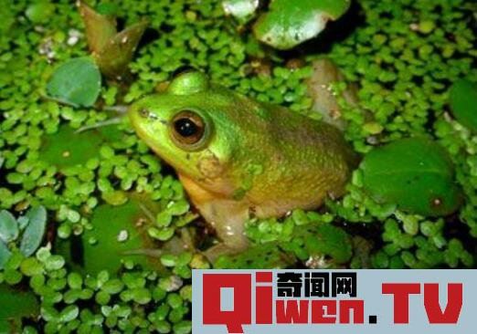世界上蝌蚪最大的蛙類 不合理蛙 蝌蚪25厘米 成體7厘米
