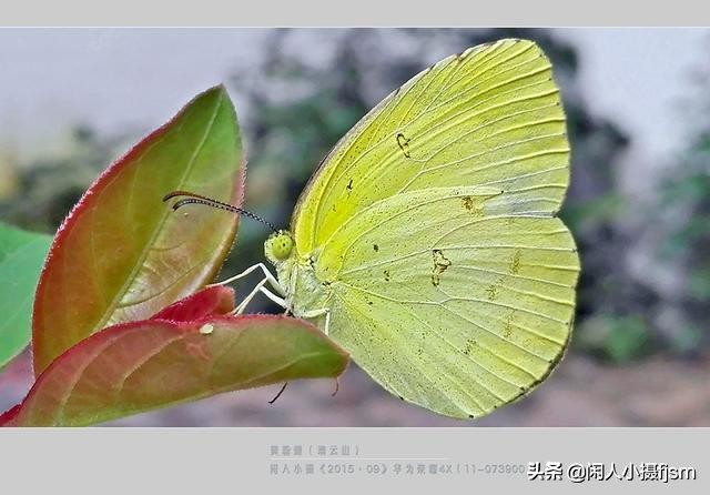 了解蝴蝶的特征與習性，拍好蝴蝶并不難，圖說怎樣拍攝好蝴蝶