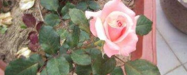 月季花什么時候開