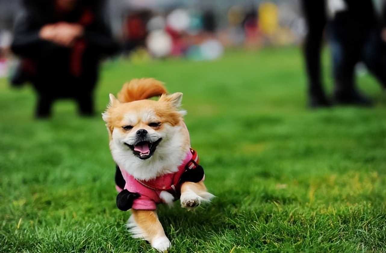 盤點世界十大群居動物,你知道幾種呢?