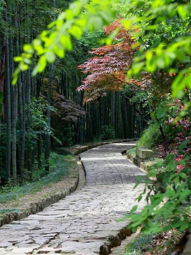 徑山最美春日已上線！采茶踏青、遛娃拍照一站式搞定
