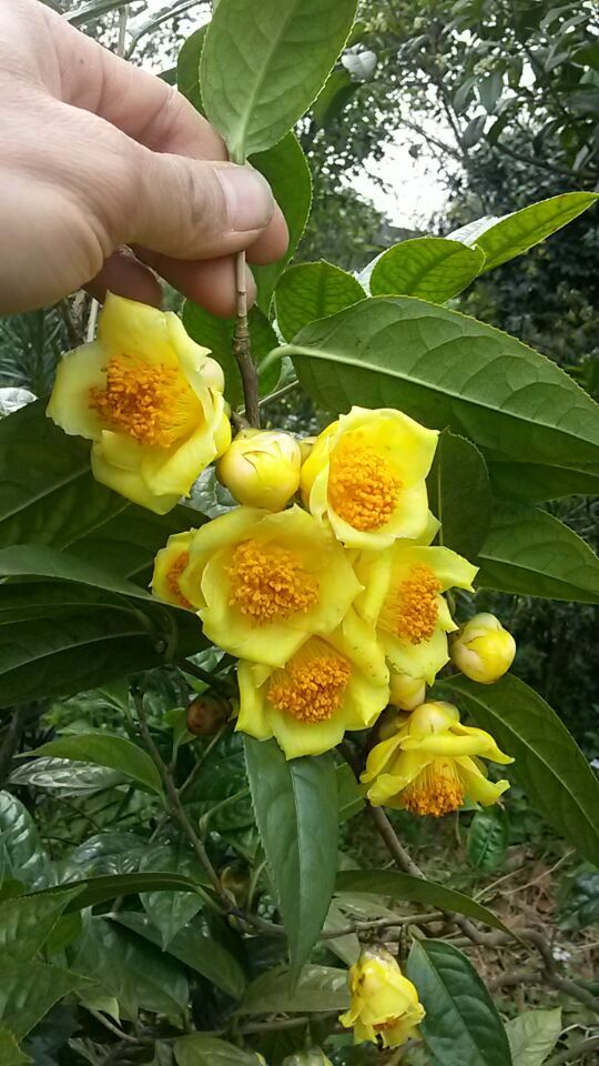 8種“貴族花”,實在太奢侈,動輒上千元,家里有礦才敢買