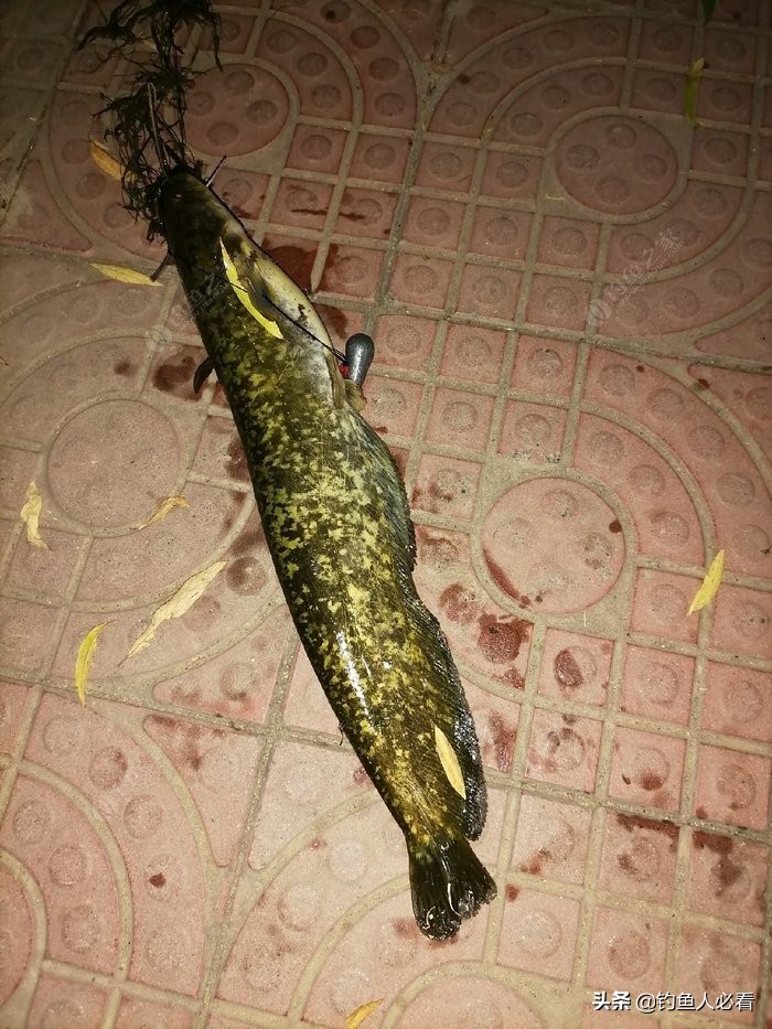淺談自己釣鯰魚的一點經驗
