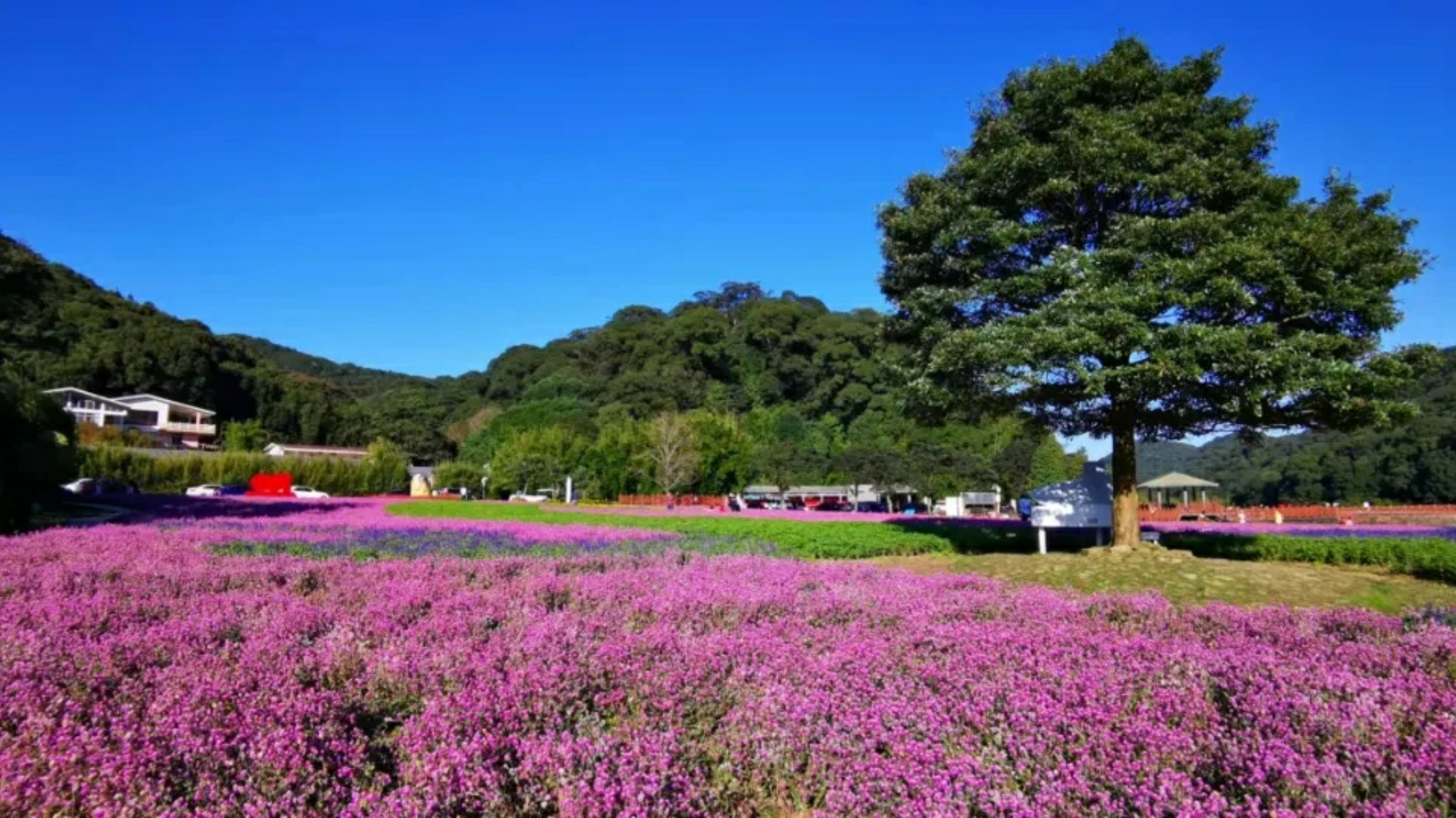 廣東“小香山”石門森林公園楓葉快紅了，民宿也找好了，先收藏吧