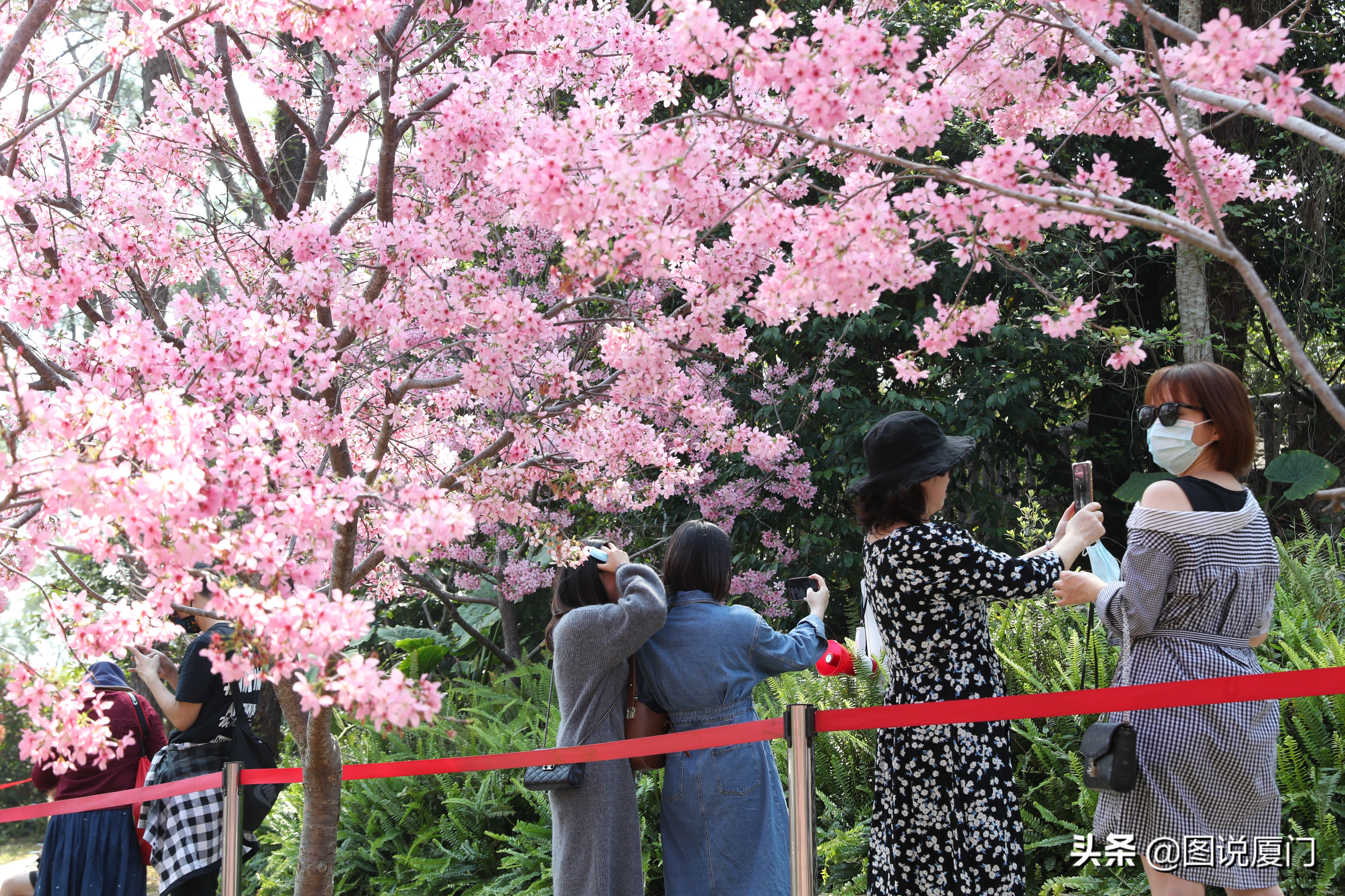 廈門狐尾山公園櫻花谷櫻花浪漫，春色無邊花正艷，市民賞櫻正當時