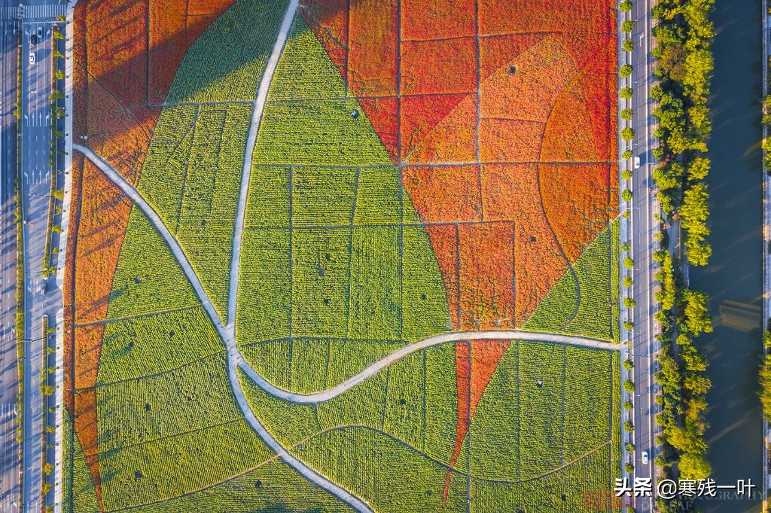 杭州又一網紅打卡地，260畝超大面積向日葵花海，太美了就在城北