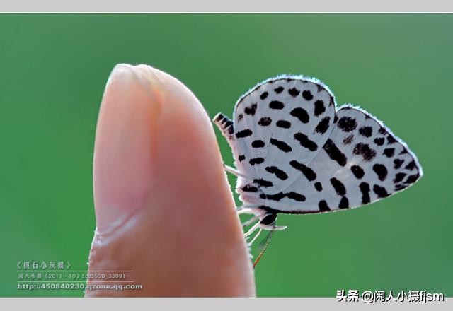 了解蝴蝶的特征與習性，拍好蝴蝶并不難，圖說怎樣拍攝好蝴蝶