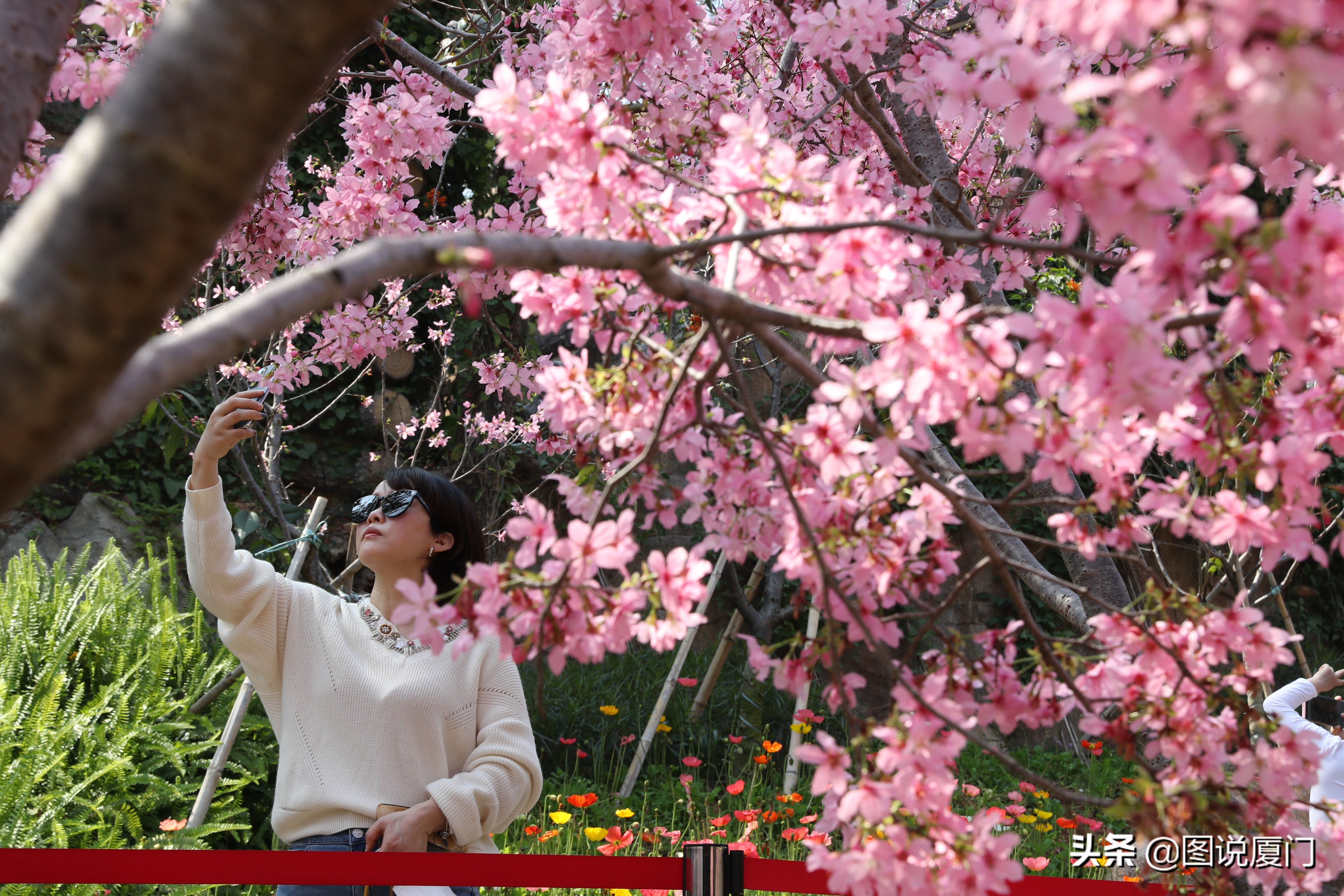 廈門狐尾山公園櫻花谷櫻花浪漫，春色無邊花正艷，市民賞櫻正當時