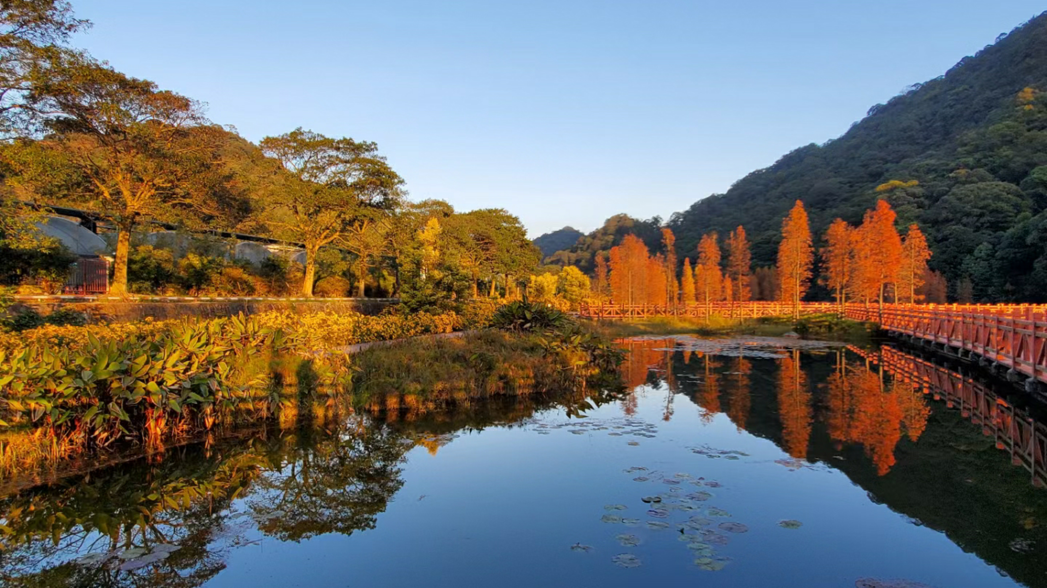 廣東“小香山”石門森林公園楓葉快紅了，民宿也找好了，先收藏吧