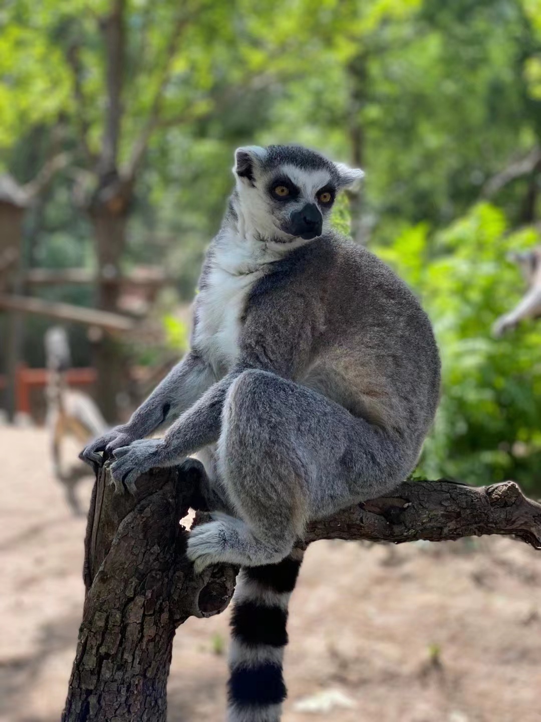 玩轉北京大興野生動物園，收獲一整天的快樂