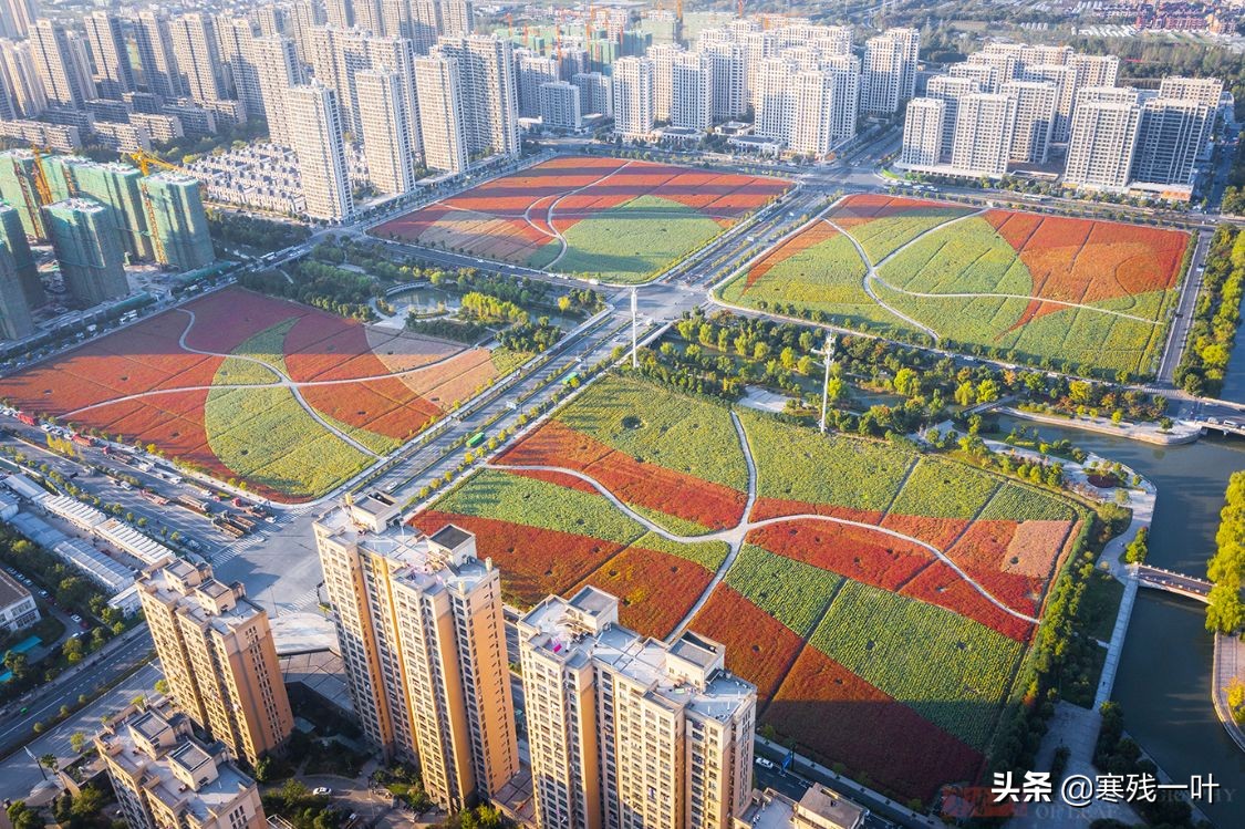 杭州又一網紅打卡地，260畝超大面積向日葵花海，太美了就在城北