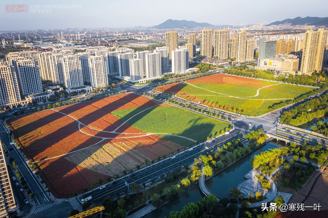 杭州又一網紅打卡地，260畝超大面積向日葵花海，太美了就在城北