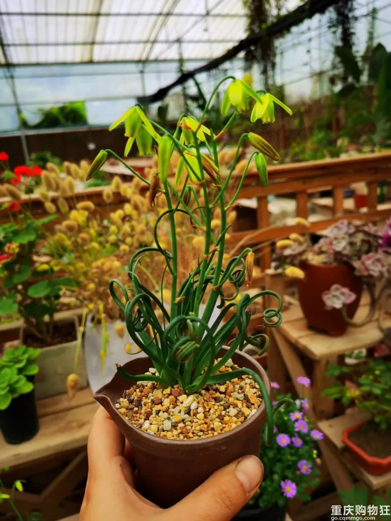 假期好去處！重慶周邊這13個寶藏農場，值得你瘋玩一整天