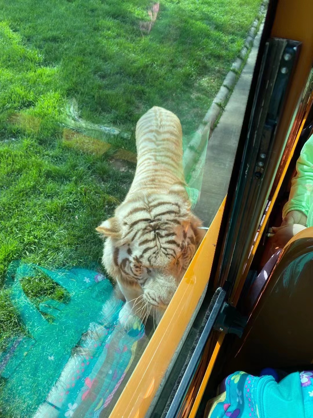 玩轉北京大興野生動物園，收獲一整天的快樂