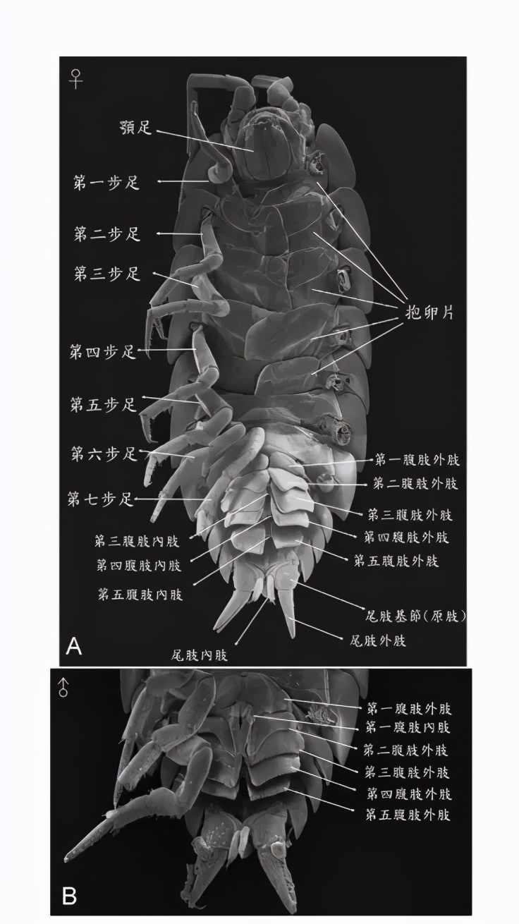 它和老鼠同窩而居,得名“老鼠的媳婦”?