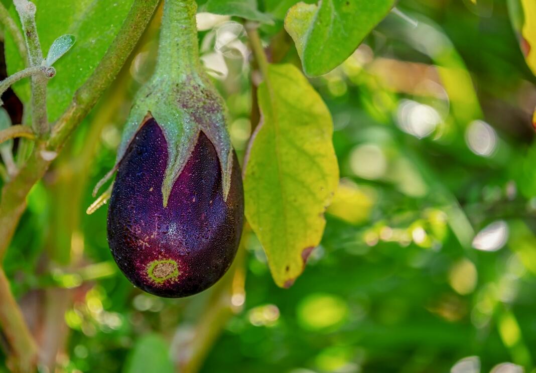 蔬菜知多少 | 茄子為什么會有“落蘇”這么好聽的別名？
