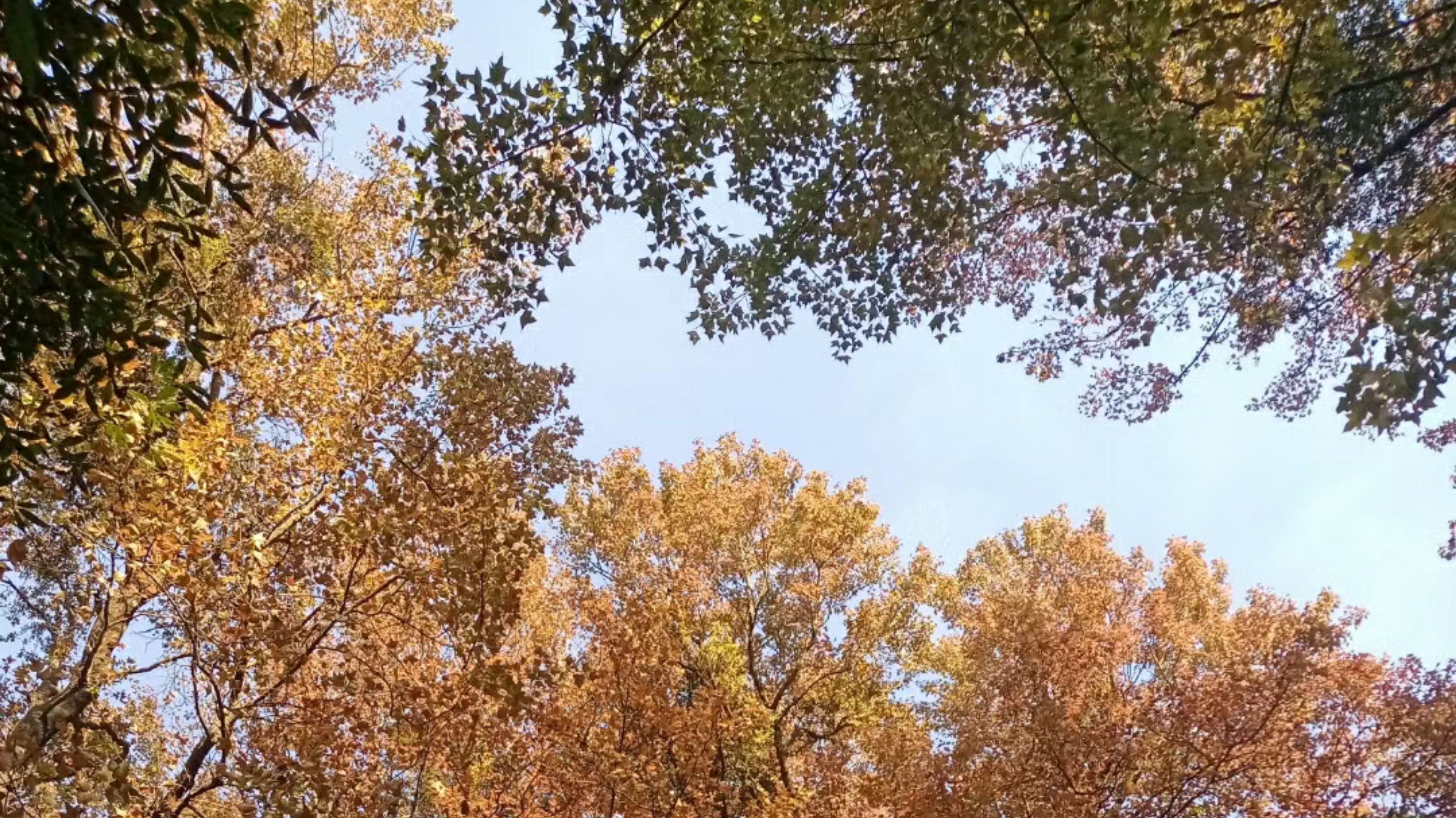 廣東“小香山”石門森林公園楓葉快紅了，民宿也找好了，先收藏吧