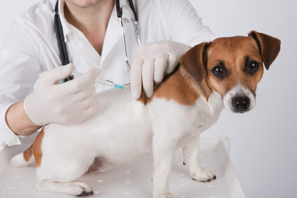 狂犬疫苗哪里打？我來告訴你