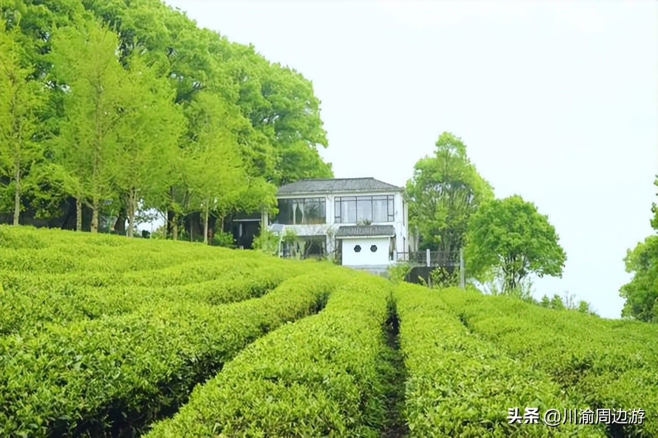 重慶8000畝茶園，景美人少不收門票，卻少有游客知道