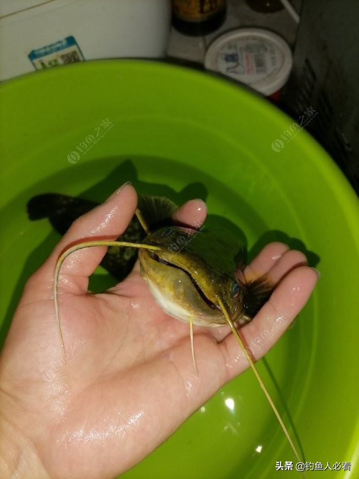 淺談自己釣鯰魚的一點經驗