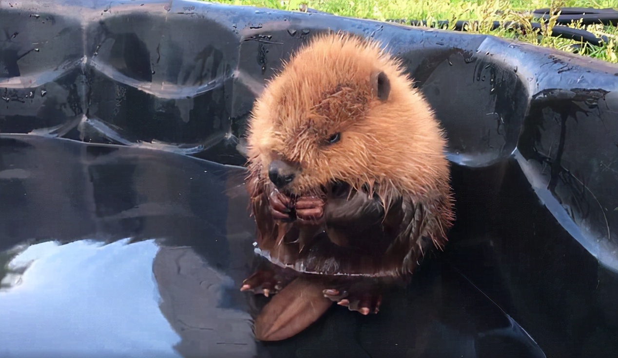 加拿大代表動物,海貍外形酷似巨型老鼠
