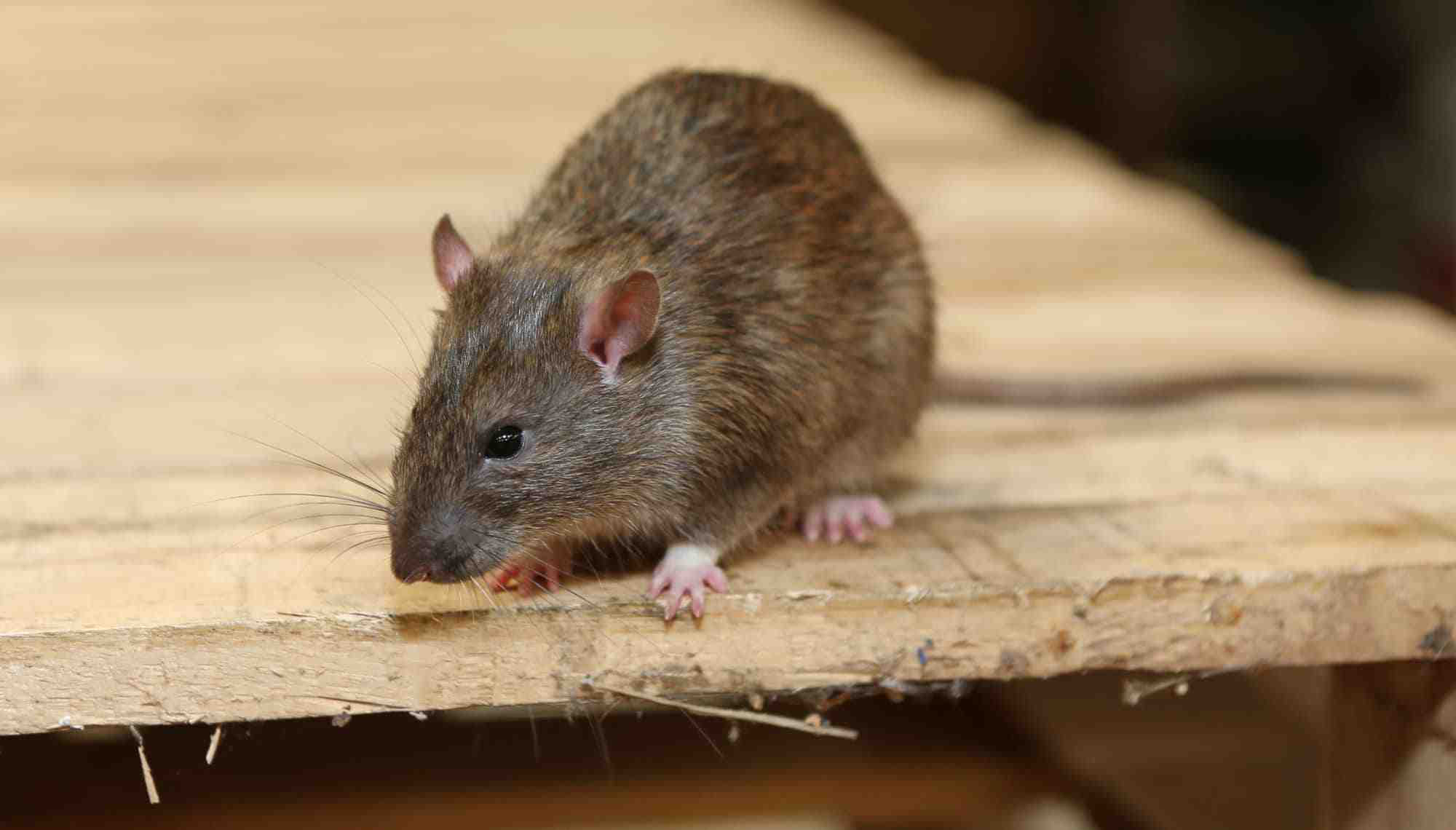 大象每小時最快跑多少千米？除了老鼠，它們還怕這些動物