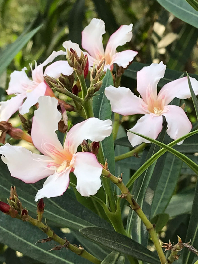 春天路邊爆開花，常見的30種花，高手只能認識20種