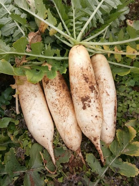 根莖類蔬菜簡介(一) 15種