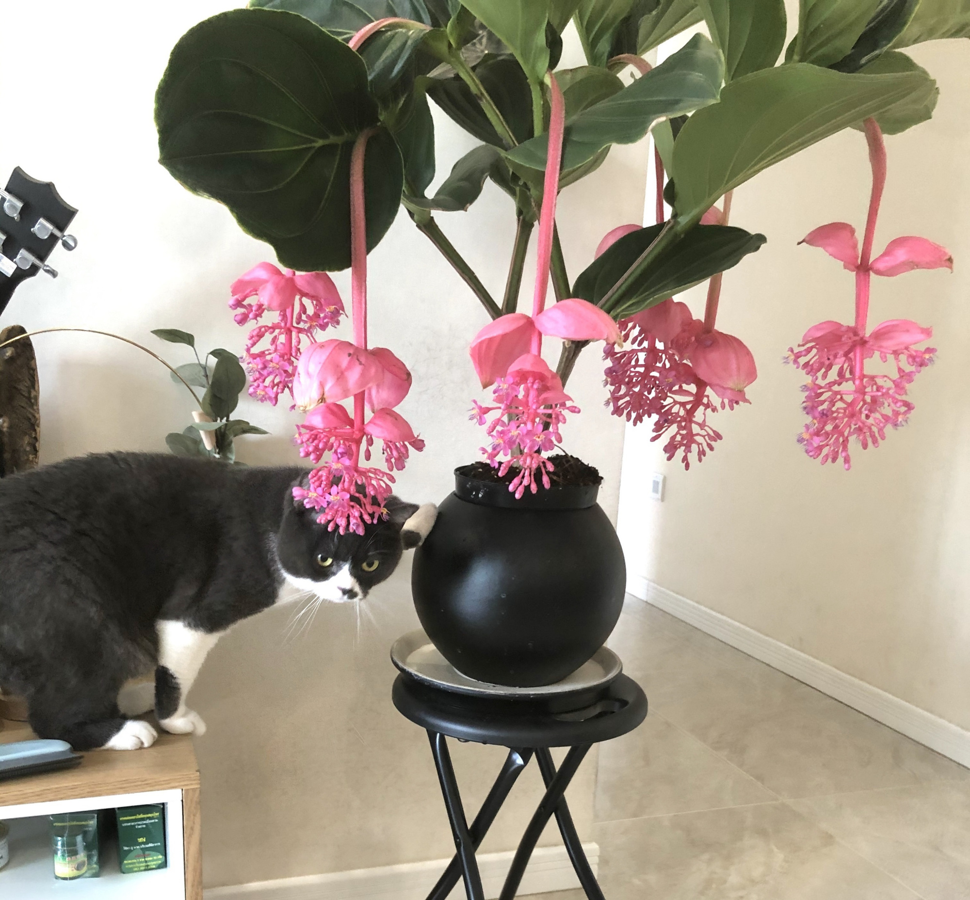 13種“昂貴花”，開花魅力無窮，可價格太高，養得起的人非富即貴