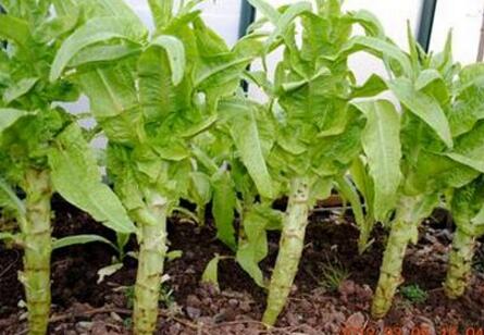 根莖類蔬菜簡介(一) 15種