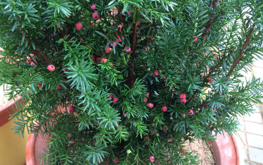 養殖紅豆杉，該注意些什么？北方盆栽尤其需要牢記這4點