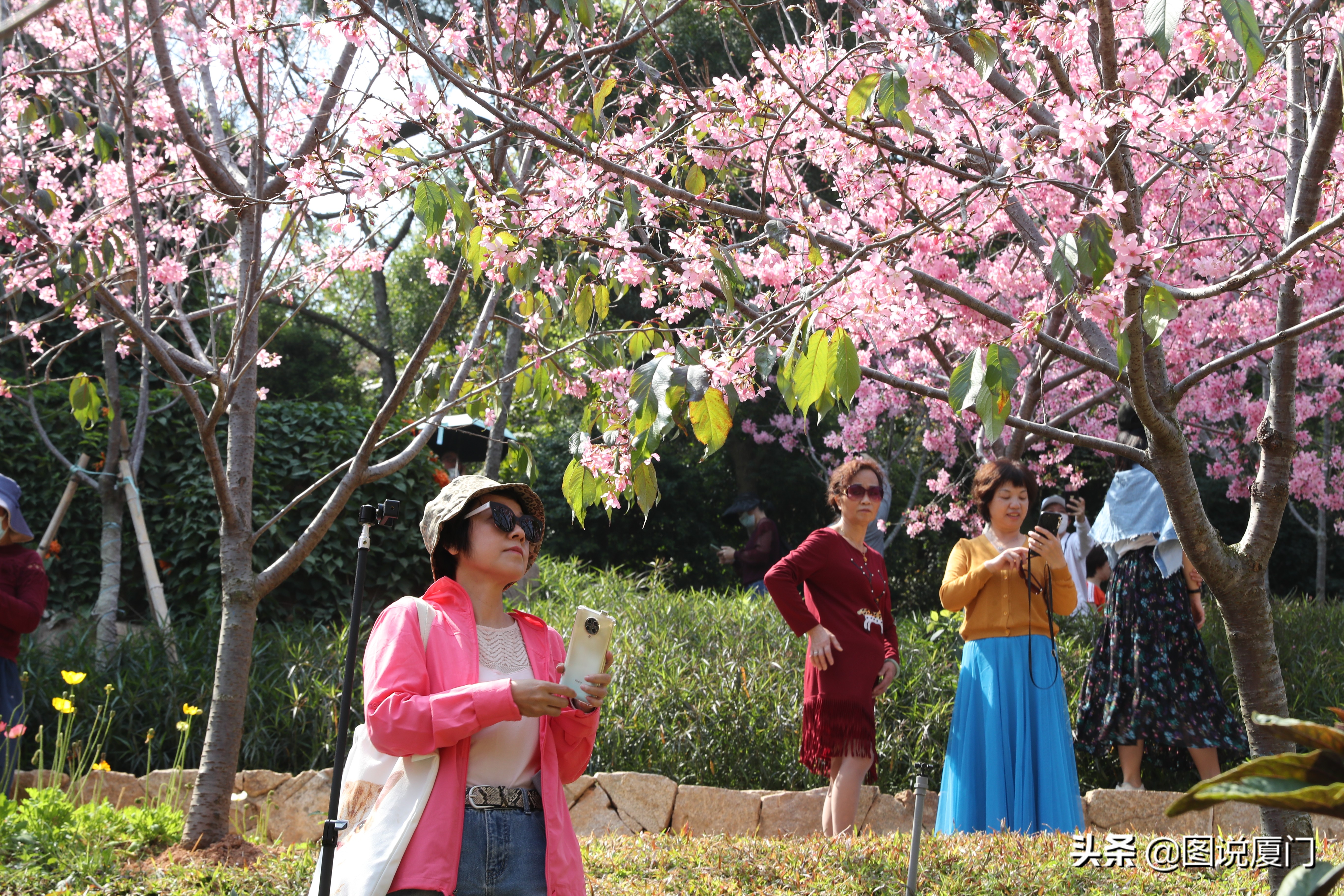 廈門狐尾山公園櫻花谷櫻花浪漫，春色無邊花正艷，市民賞櫻正當時