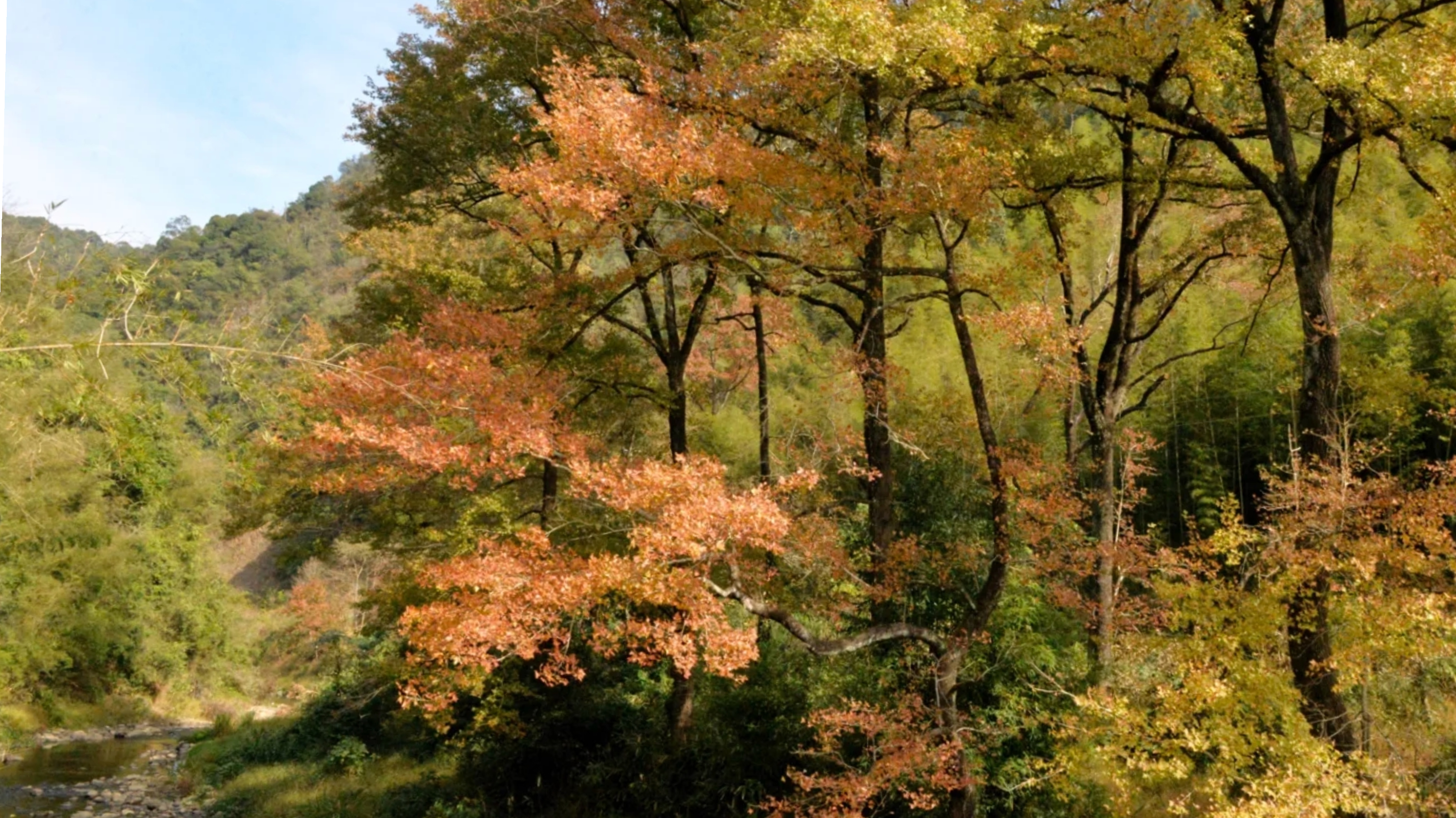 廣東“小香山”石門森林公園楓葉快紅了，民宿也找好了，先收藏吧