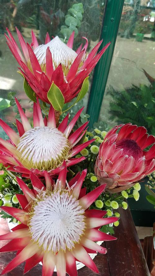 13種“昂貴花”，開花魅力無窮，可價格太高，養得起的人非富即貴