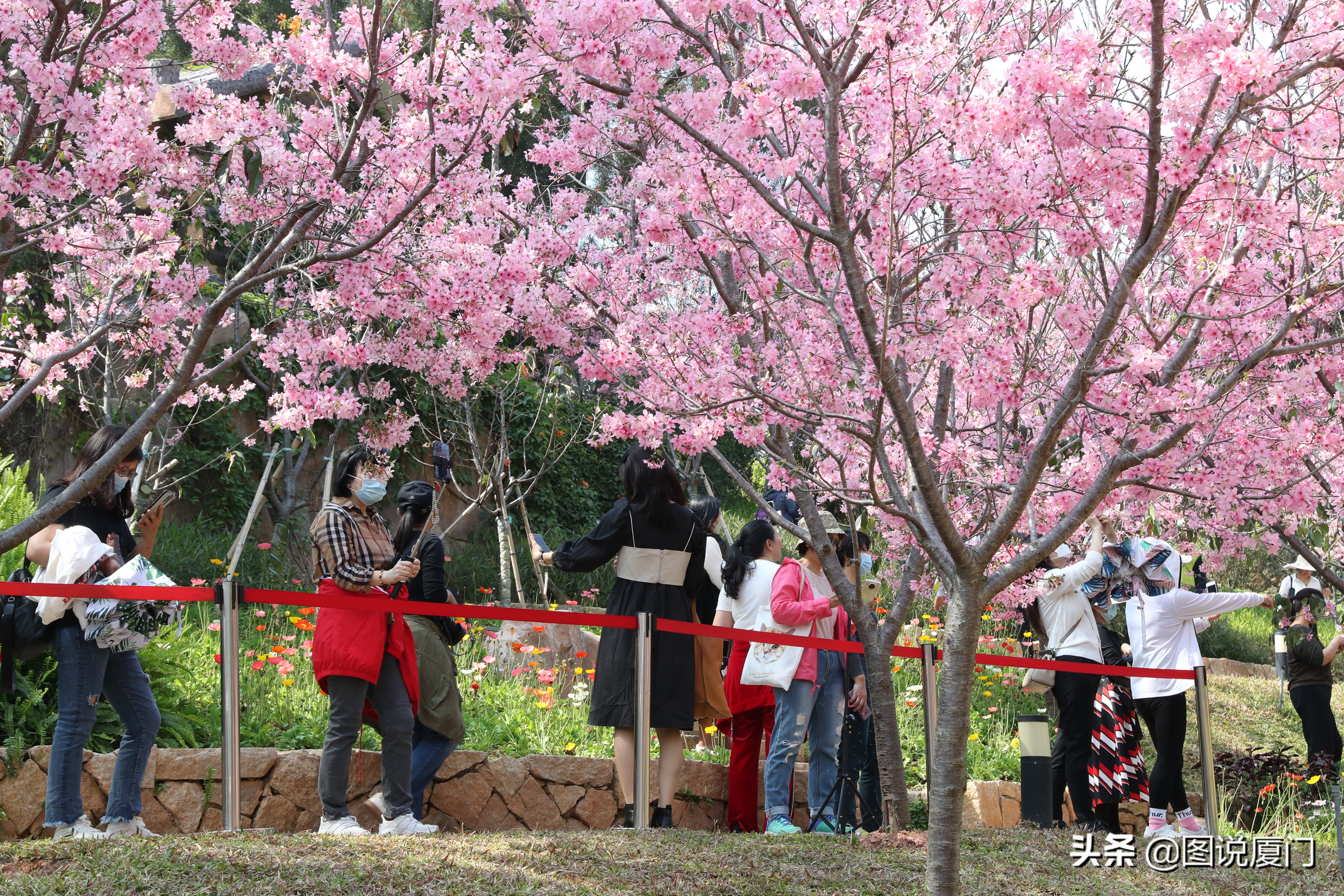 廈門狐尾山公園櫻花谷櫻花浪漫，春色無邊花正艷，市民賞櫻正當時