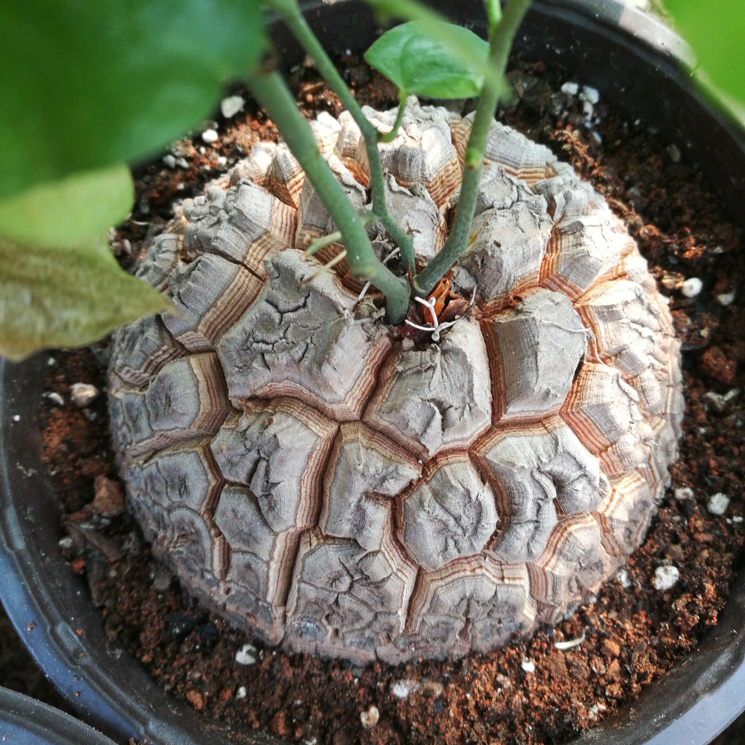 13種“昂貴花”，開花魅力無窮，可價格太高，養得起的人非富即貴