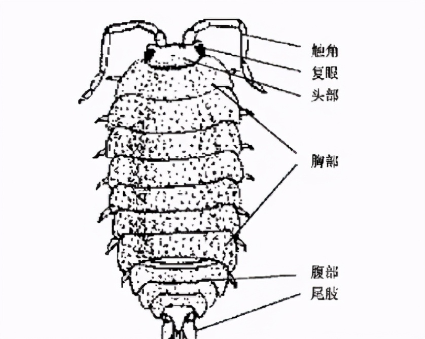 它和老鼠同窩而居,得名“老鼠的媳婦”?