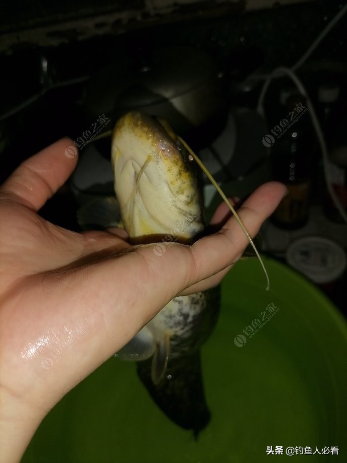 淺談自己釣鯰魚的一點經驗
