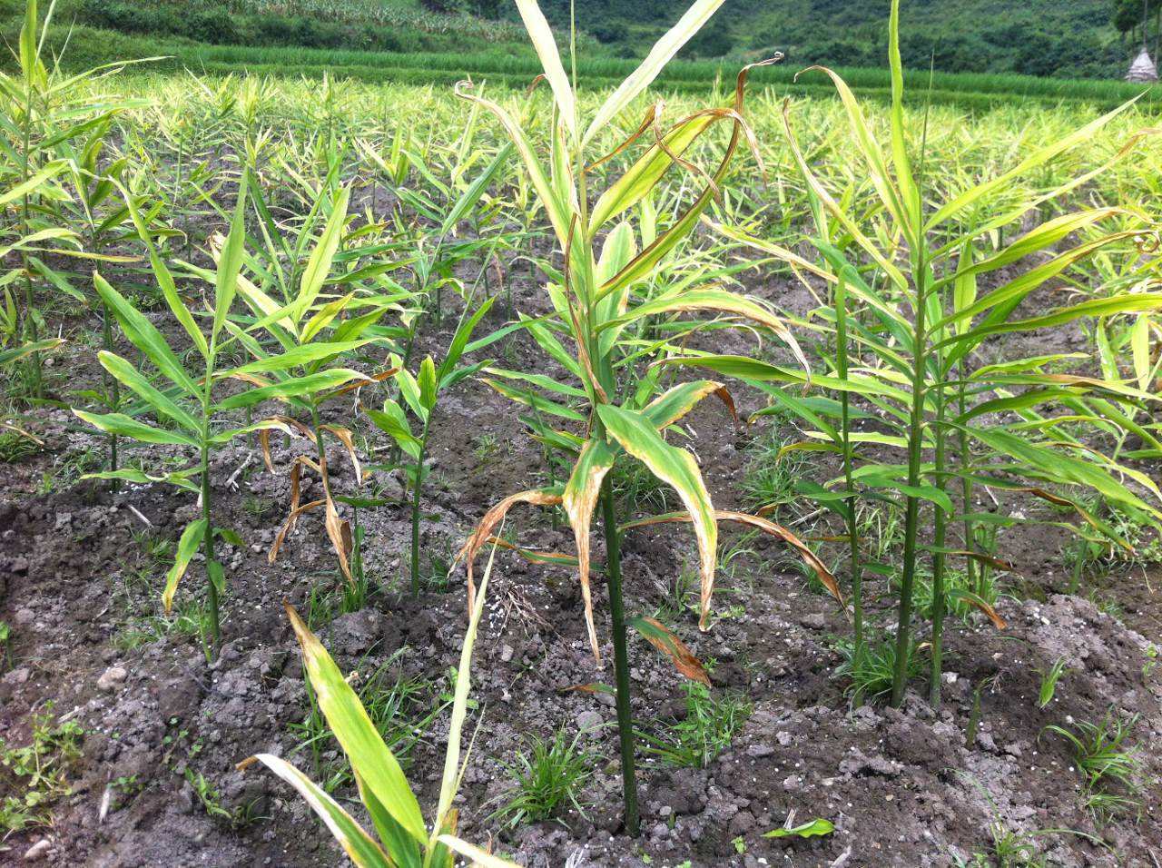 根莖類蔬菜簡介(一) 15種