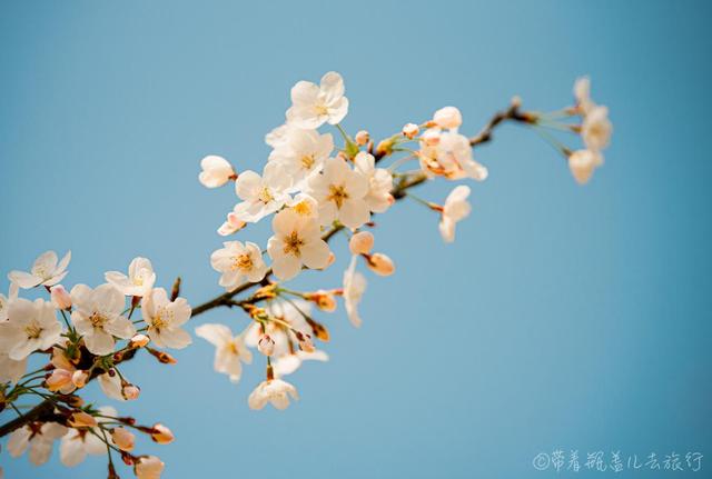重慶巴南有一座高山上的花海，門票38元卻擋不住游客蜂擁前往：值