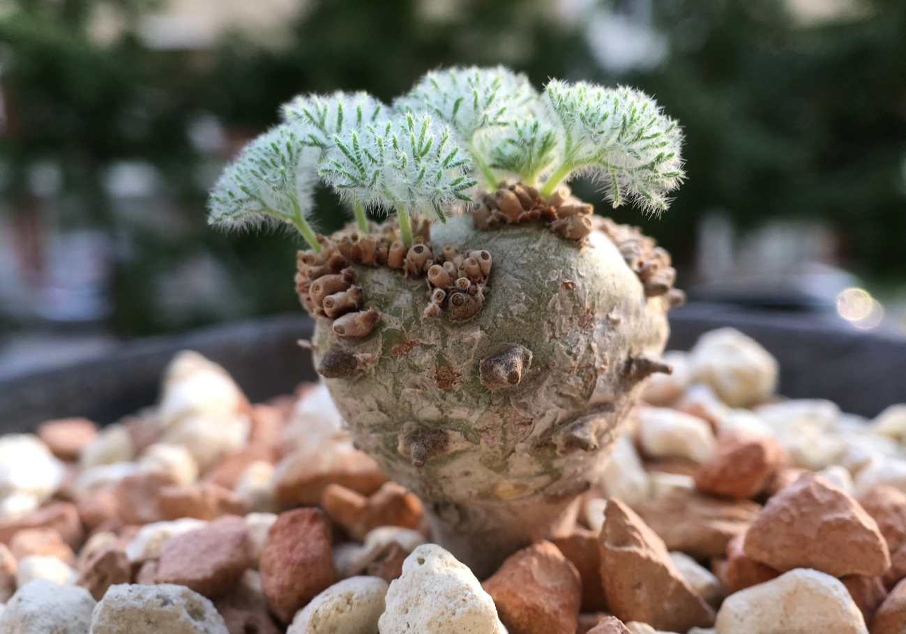 13種“昂貴花”，開花魅力無窮，可價格太高，養得起的人非富即貴
