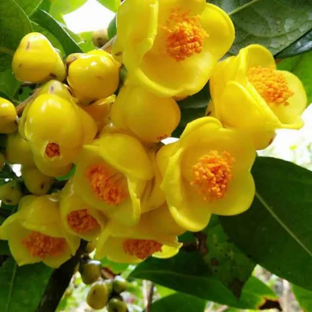 8種“貴族花”,實在太奢侈,動輒上千元,家里有礦才敢買