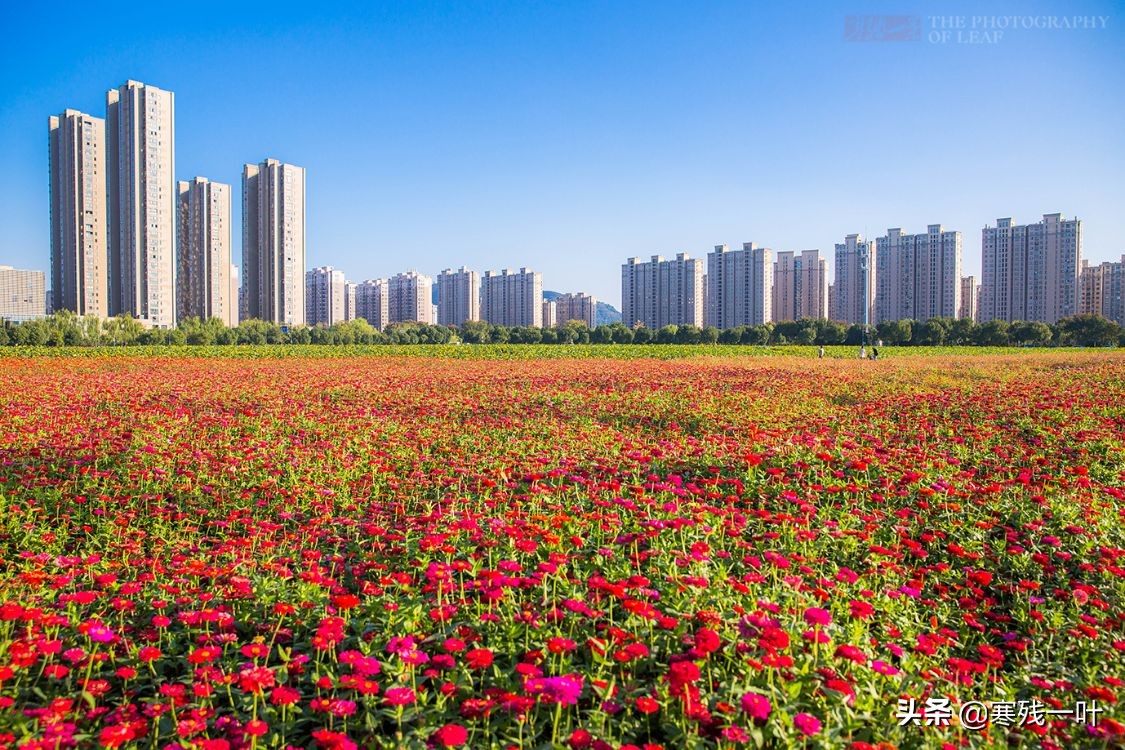 杭州又一網紅打卡地，260畝超大面積向日葵花海，太美了就在城北