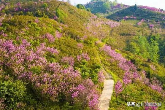 成都2.5萬畝櫻花谷，不要門票，卻很少有人知道它